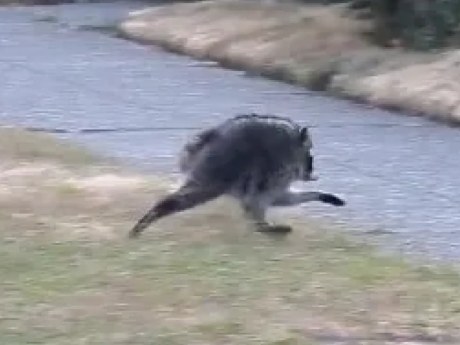 Misteriosa criatura en videos