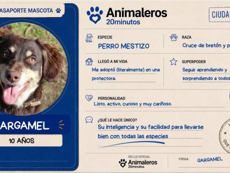 Gargamel, el perro de 10 años que eligió a su propia familia