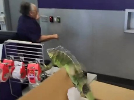 Pánico por lagarto gigante