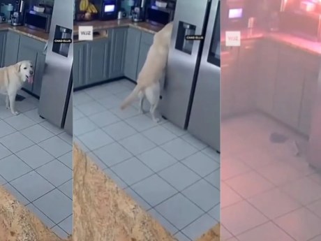 Tragedia por un perro solo