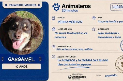 El perro que eligió dueña