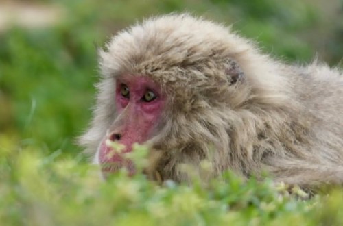 Misteriosa fuga del zoo